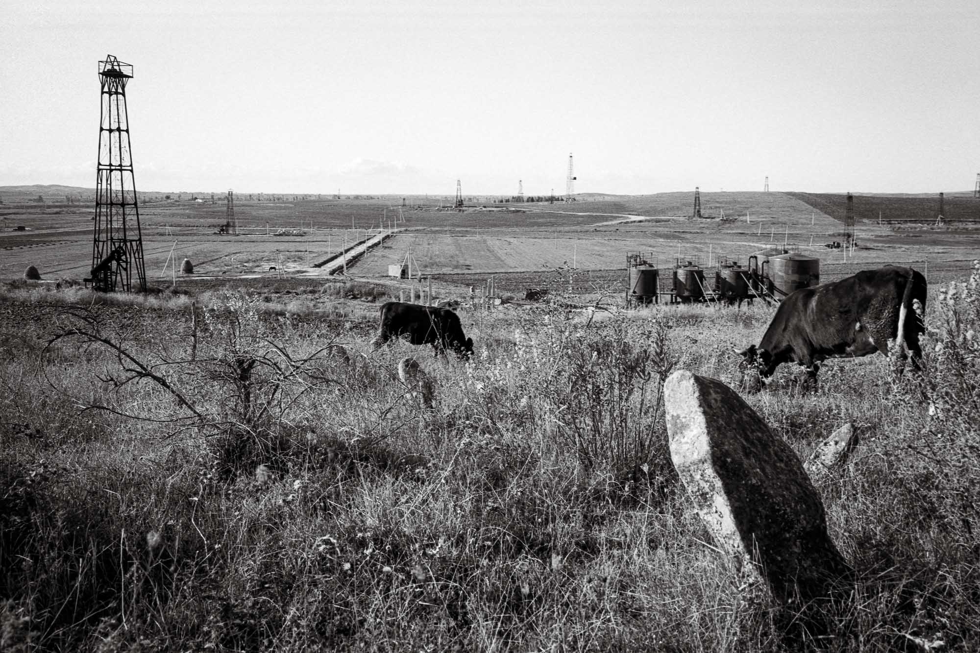 Bart-Deseyn-photographer-albania-1992-40 Oil fields with cattle photographed in 1992 in Albania, Fier region