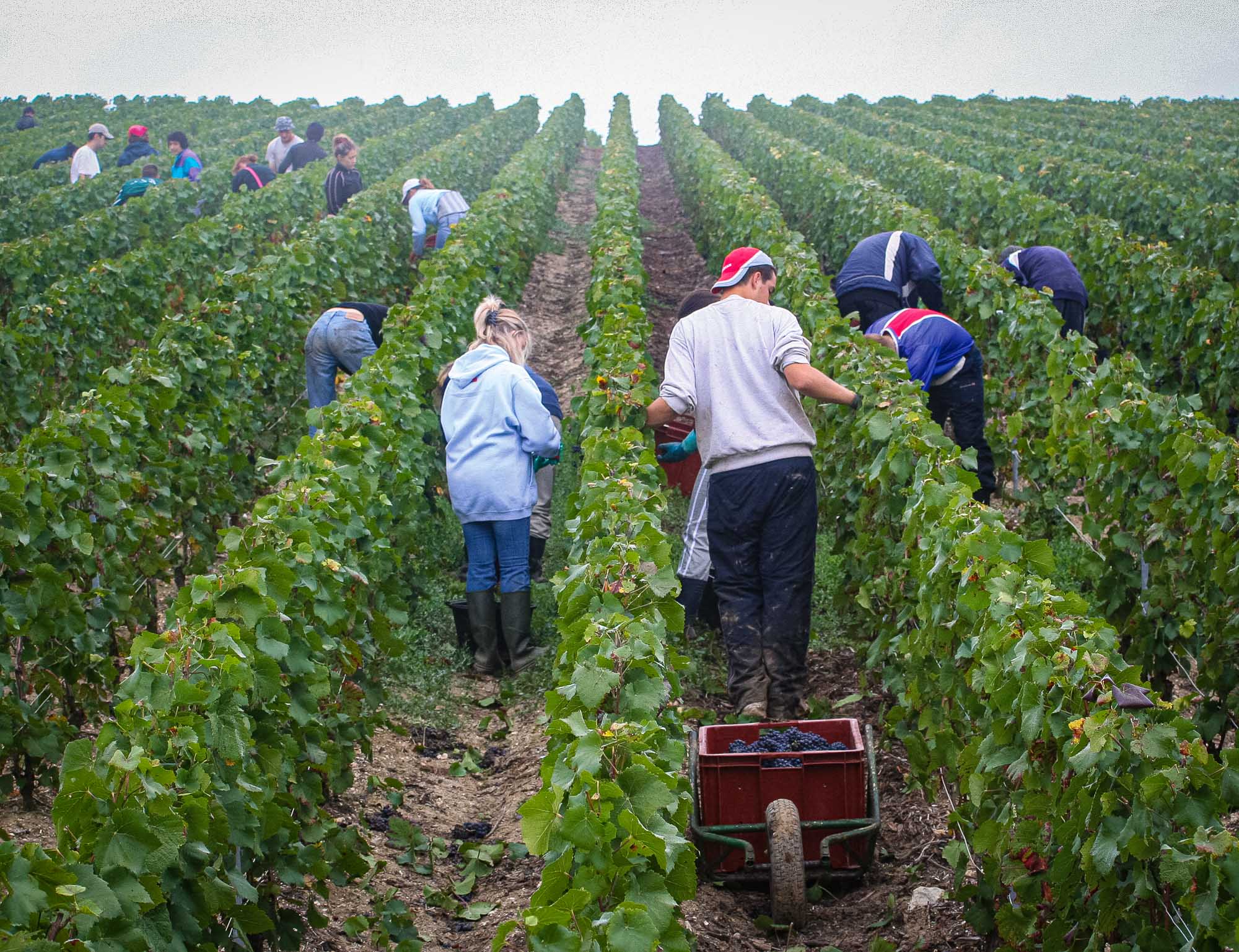 Bart-Deseyn-photographer-champagne-15 Champagne, Grape harvest