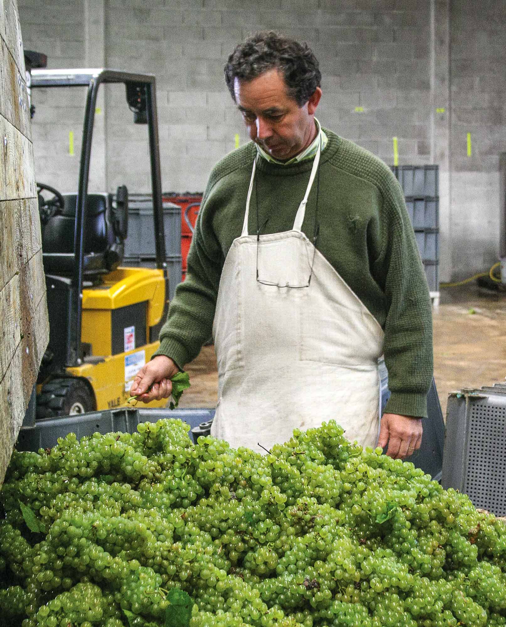 Bart-Deseyn-photographer-champagne-16 Champagne, checking the grapes