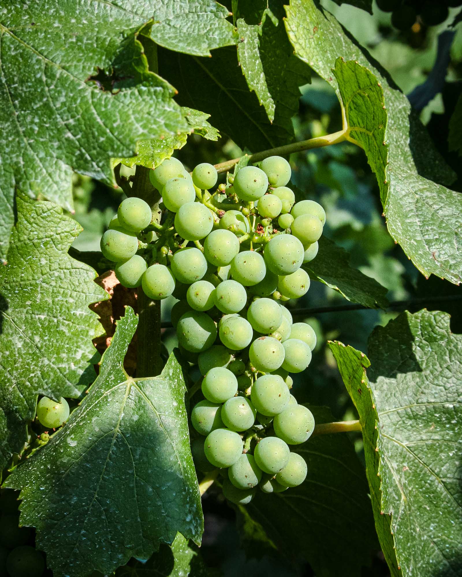 Bart-Deseyn-photographer-champagne-2 Champagne, Chardonnay grapes