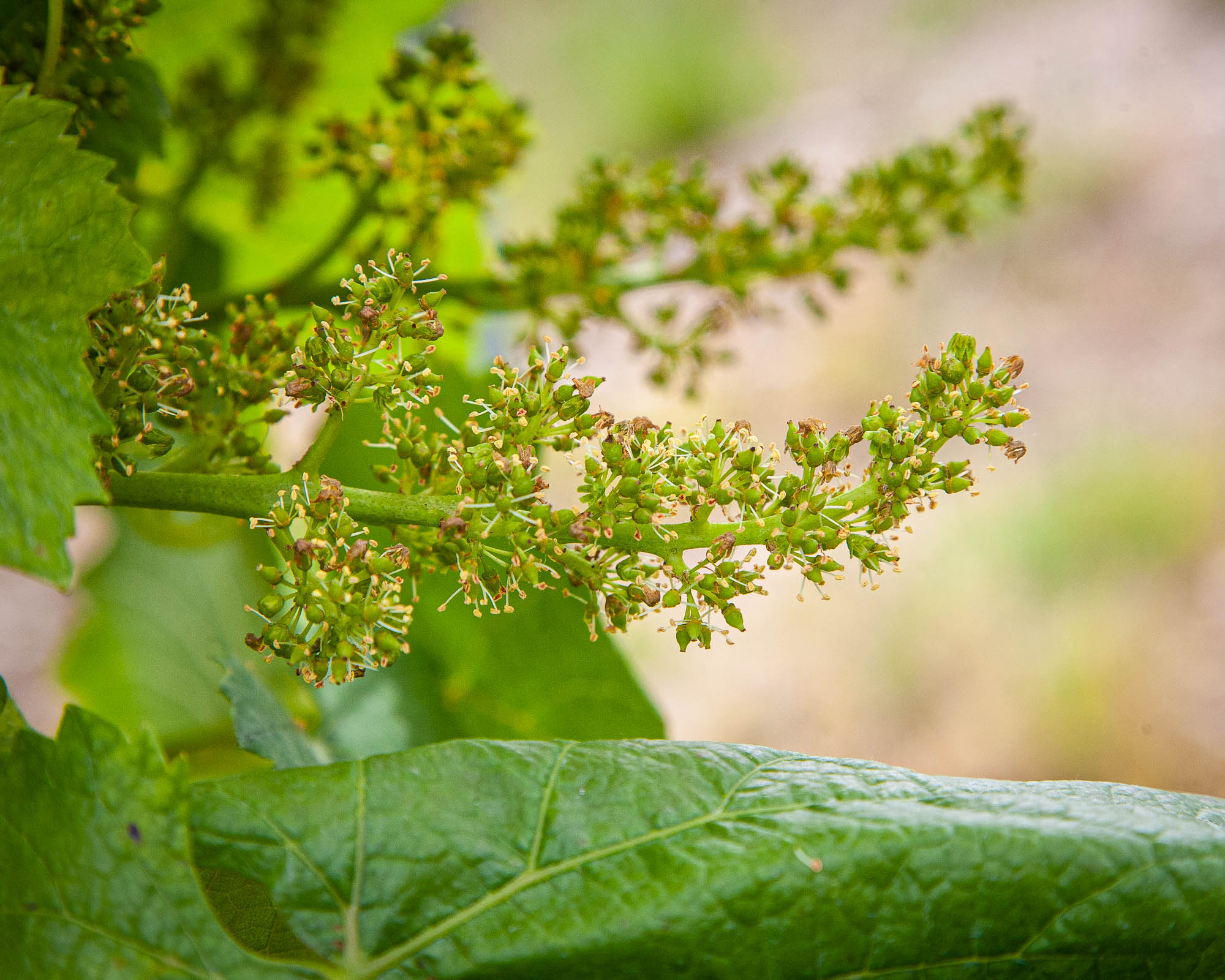 Bart-Deseyn-photographer-champagne-34 Champagne, flowering vine