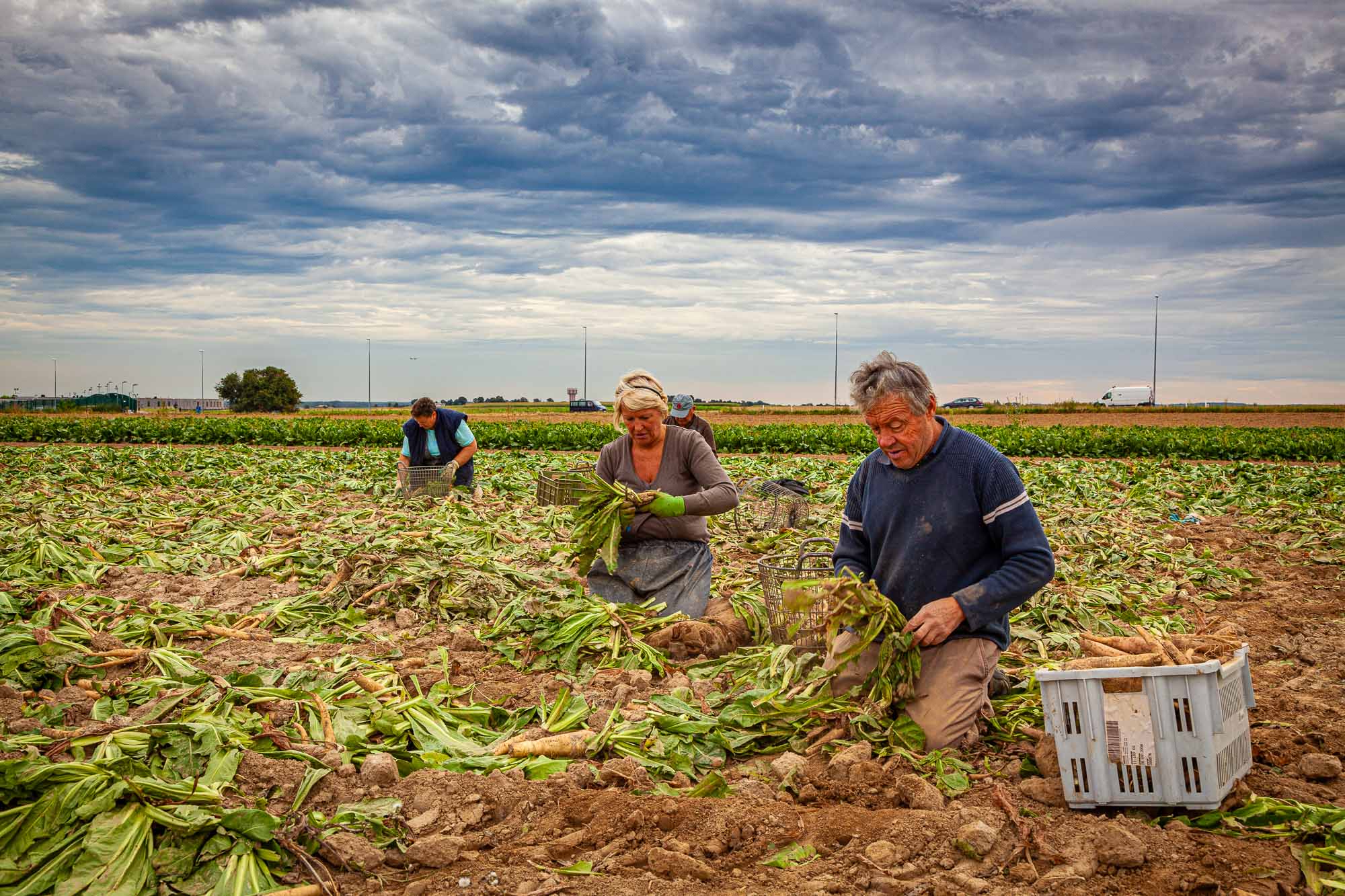 Brussels chicory, cleaning chicory roots in the field