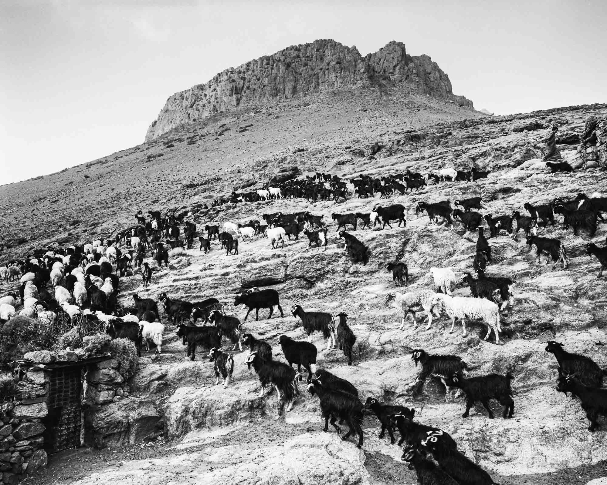 Tagharghist, a berber village in Morocco, goats and a few sheep at the winter pastures, autumn 2008
