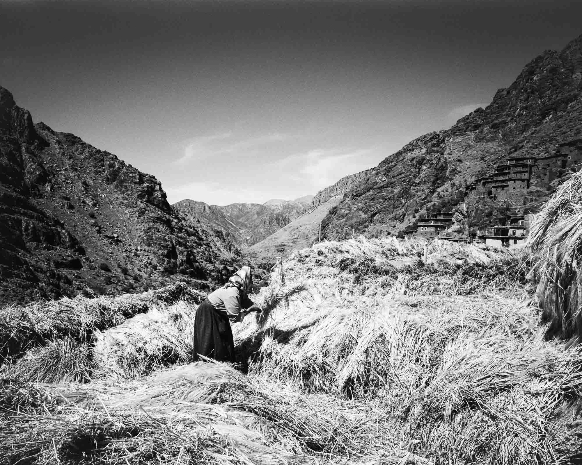 Tagharghist, A portrait of life in Morocco's High Atlas Mountains, stacking barley to dry at the anrar, or threshing area, spring 2009