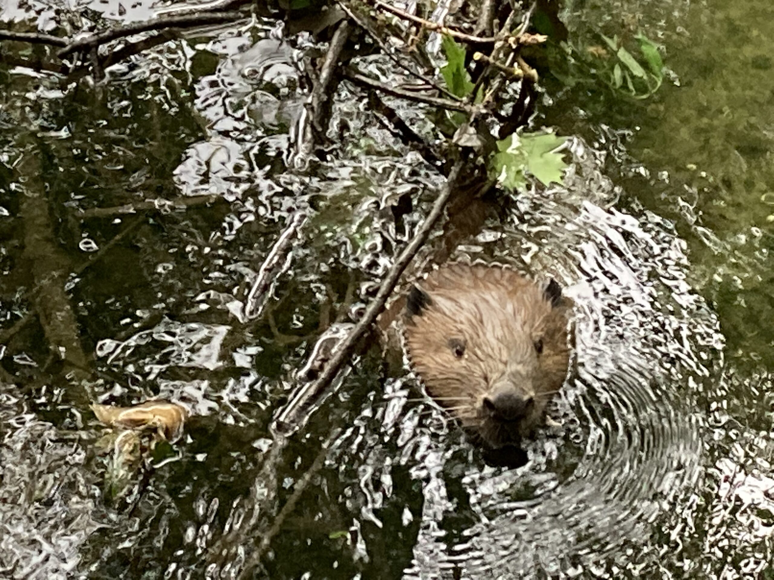 Rewilding Bever op de Kleine Nete