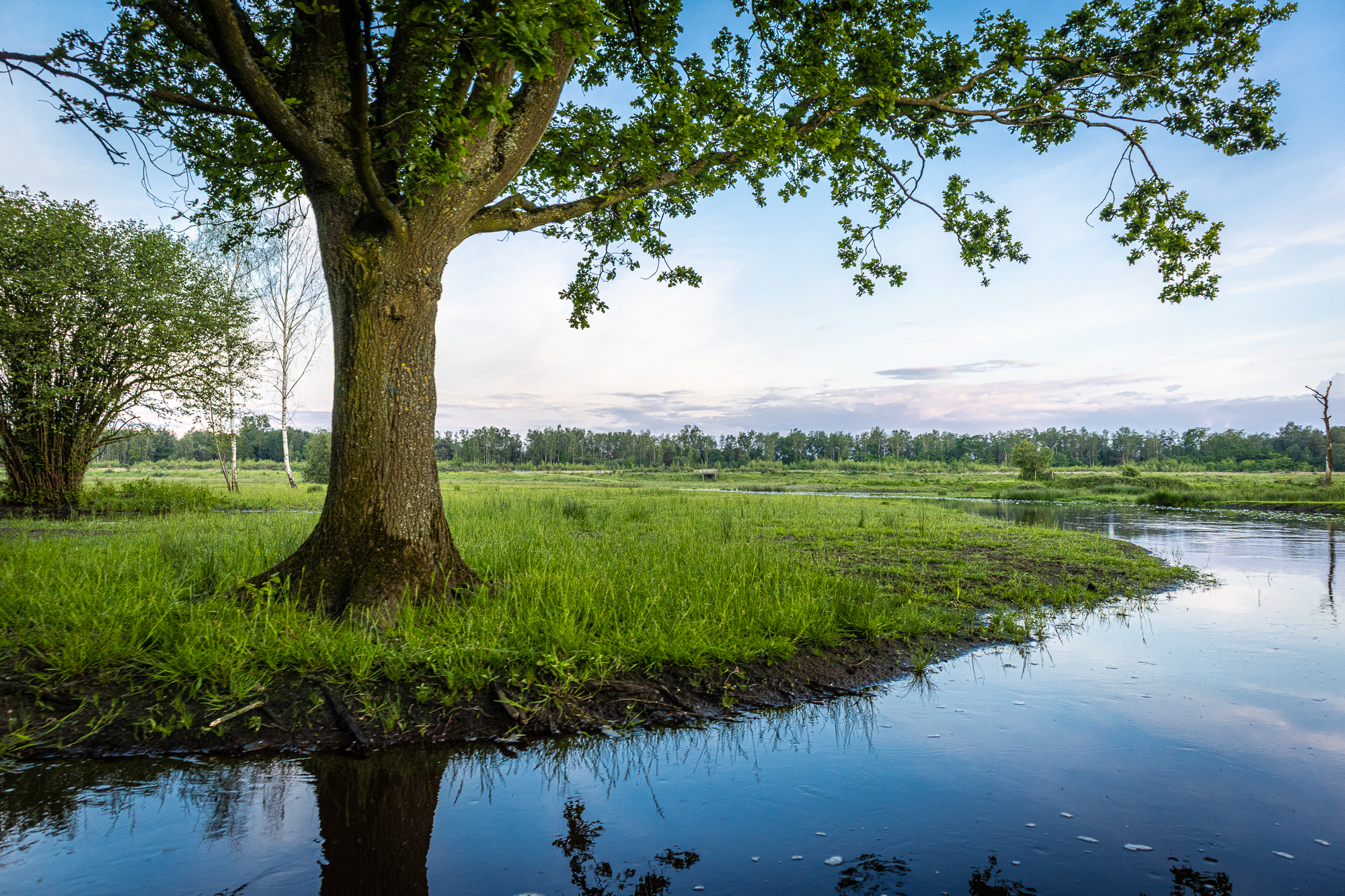 Rewilding-6278 De Kleine Nete ter hoogte van de Hellekens net buiten het stadscentrum van Herentals