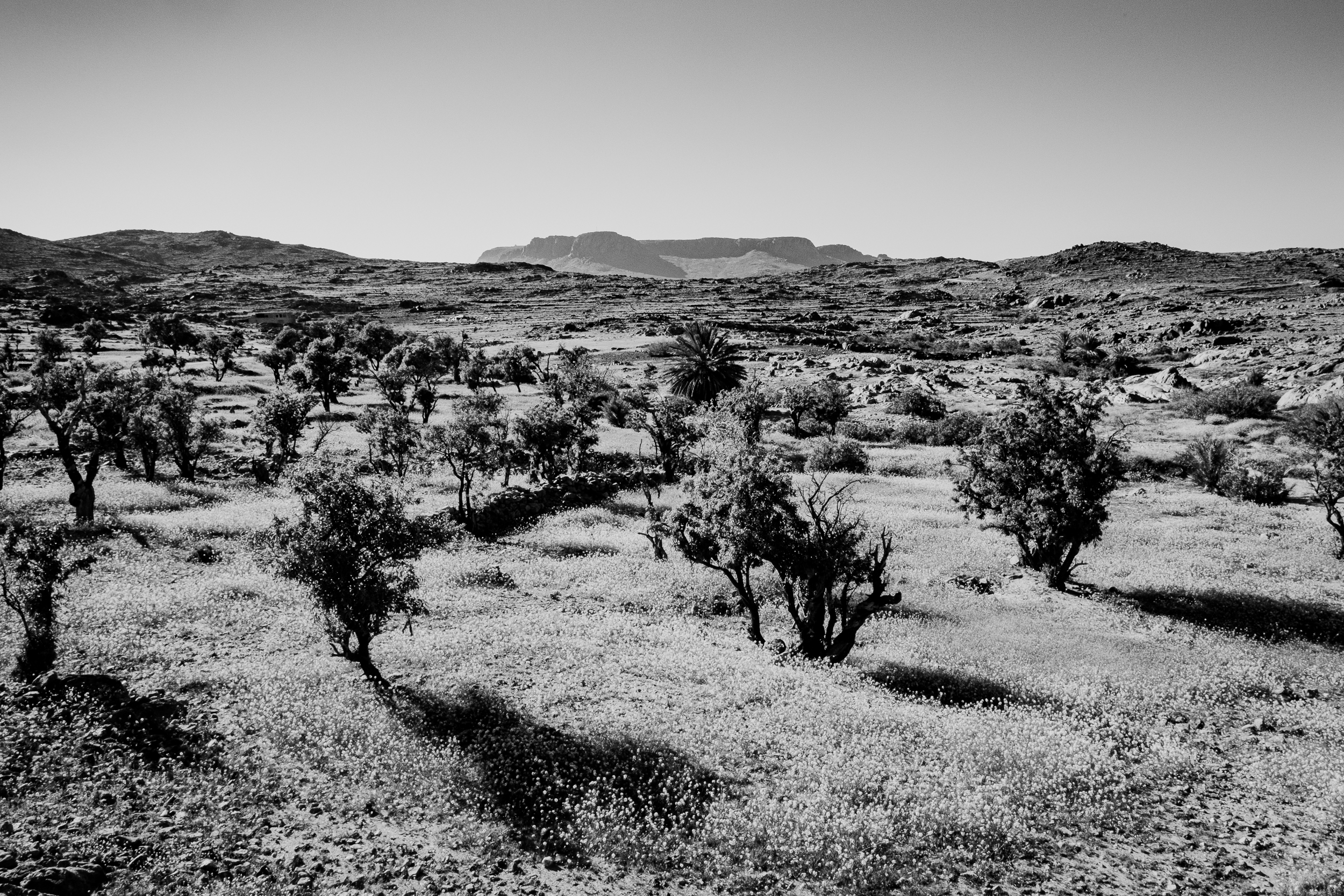 Anti-Atlas, Tafraoute, lente 2026 gezonde amandelbomen