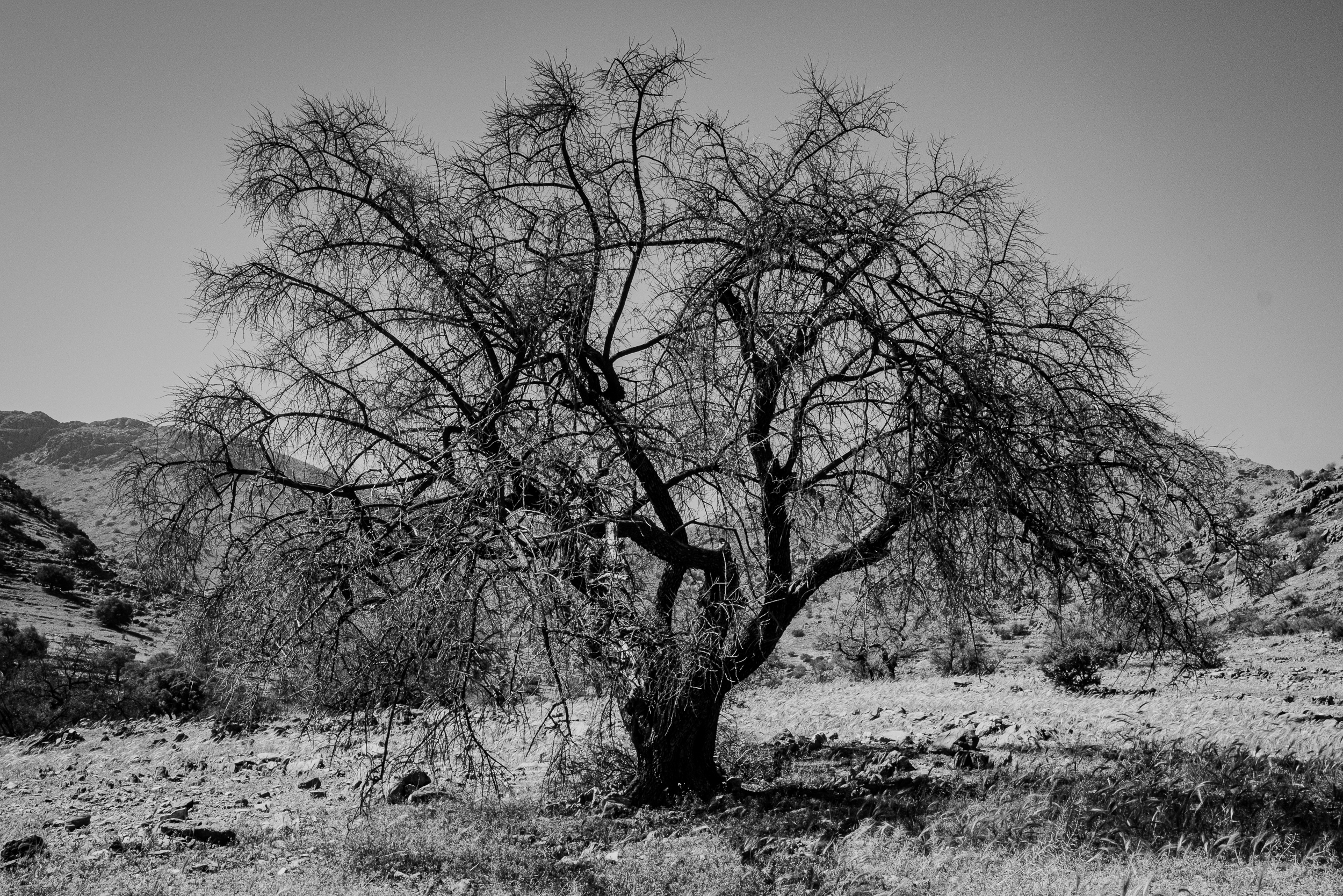 Anti-Atlas, Ida Ou Gnidif, lente 2026, een dode argane