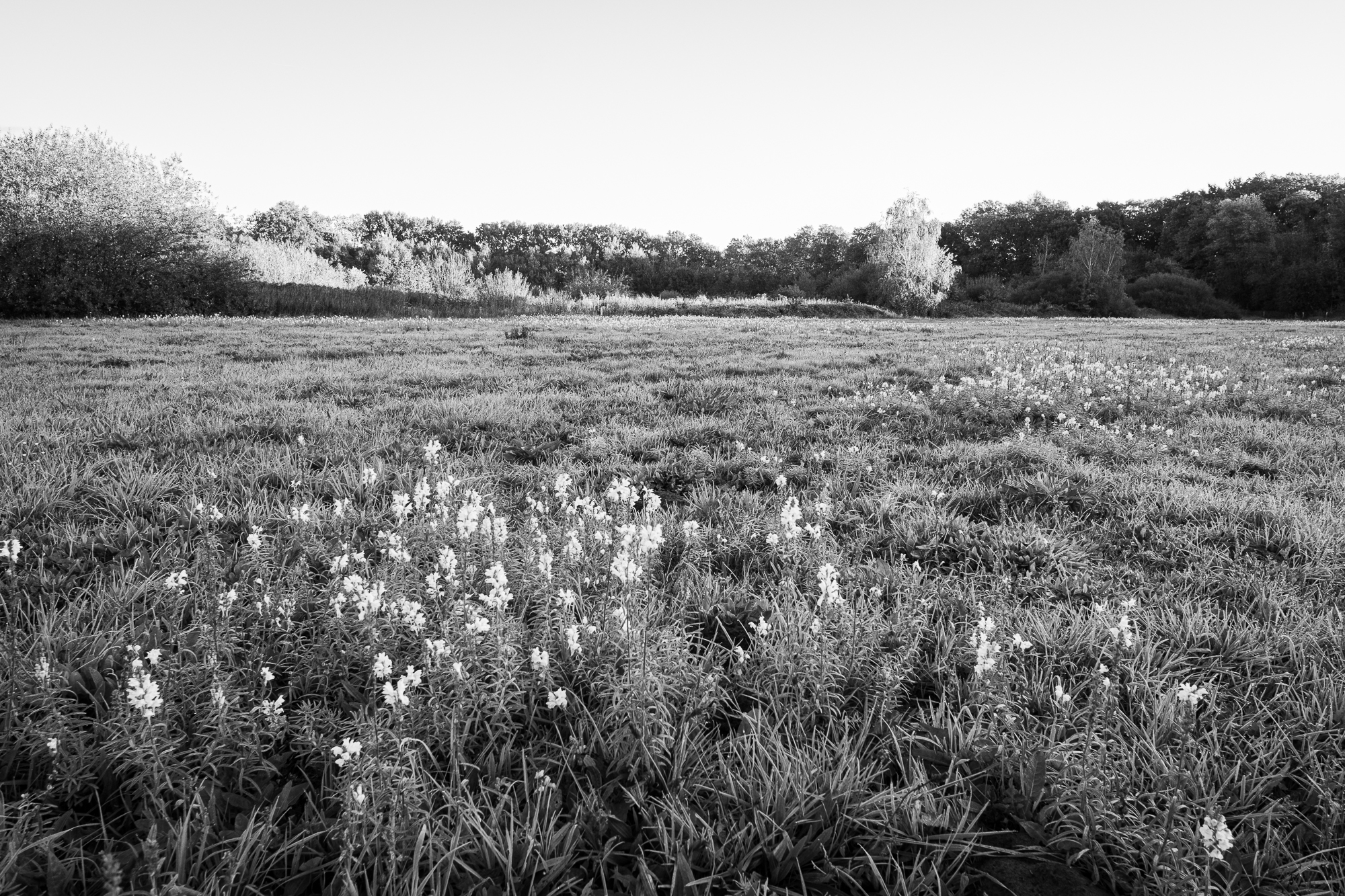 Pieter Coopmans landschapsbeheer Herkenrode-7979 Grasland met bloeiend vlasbekje