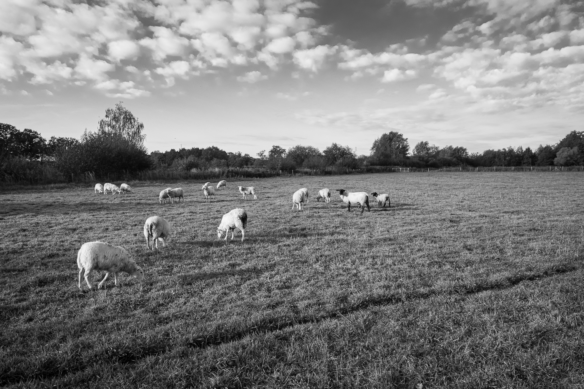 Pieter Coopmans landschapsbeheer Herkenrode-7987 nabegrazing door schapen