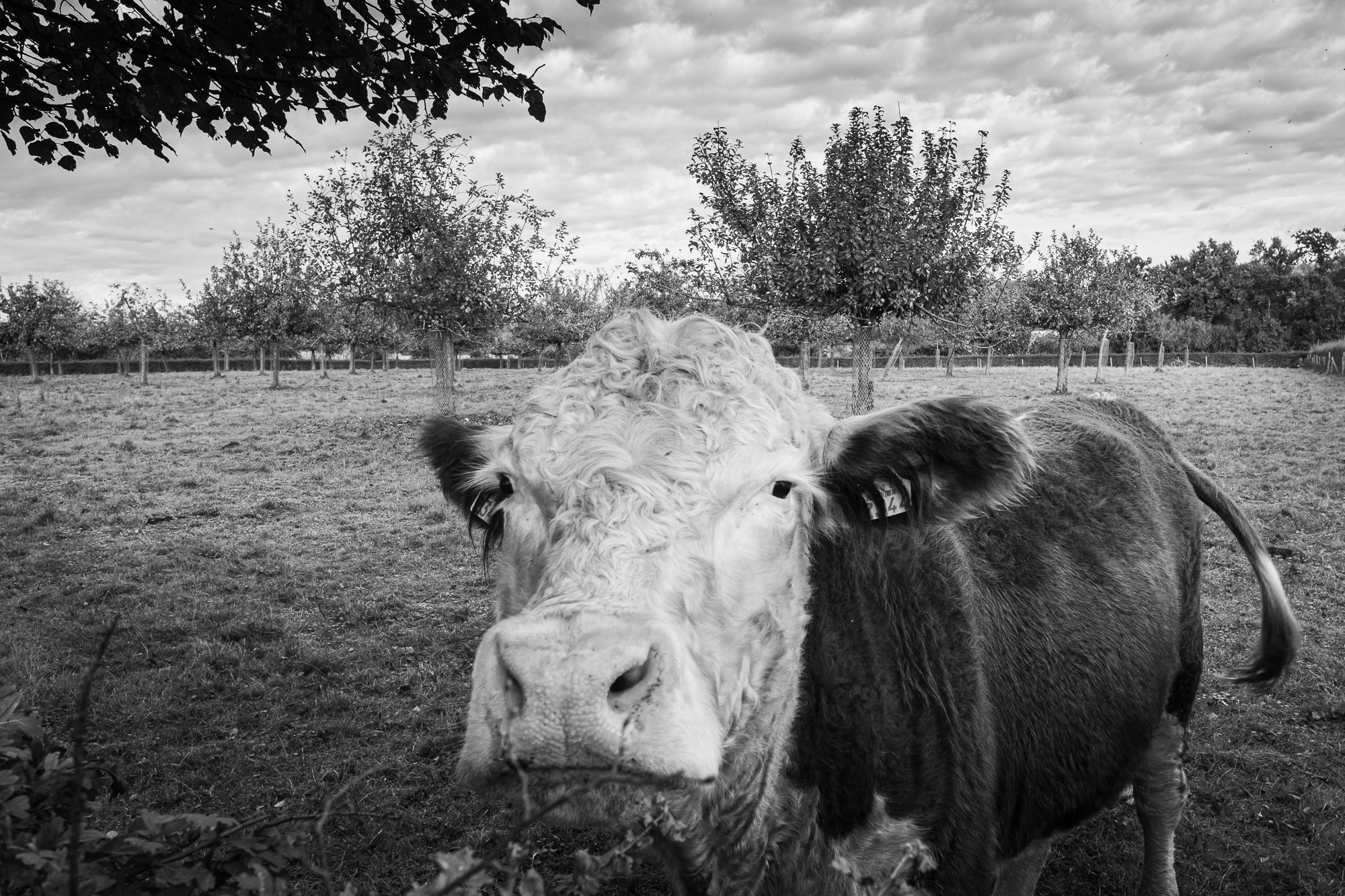 Pieter Coopmans landschapsbeheer Herkenrode-8002 Hereford runderen in de hoogstamboomgaard van de abdij van Herkenrode