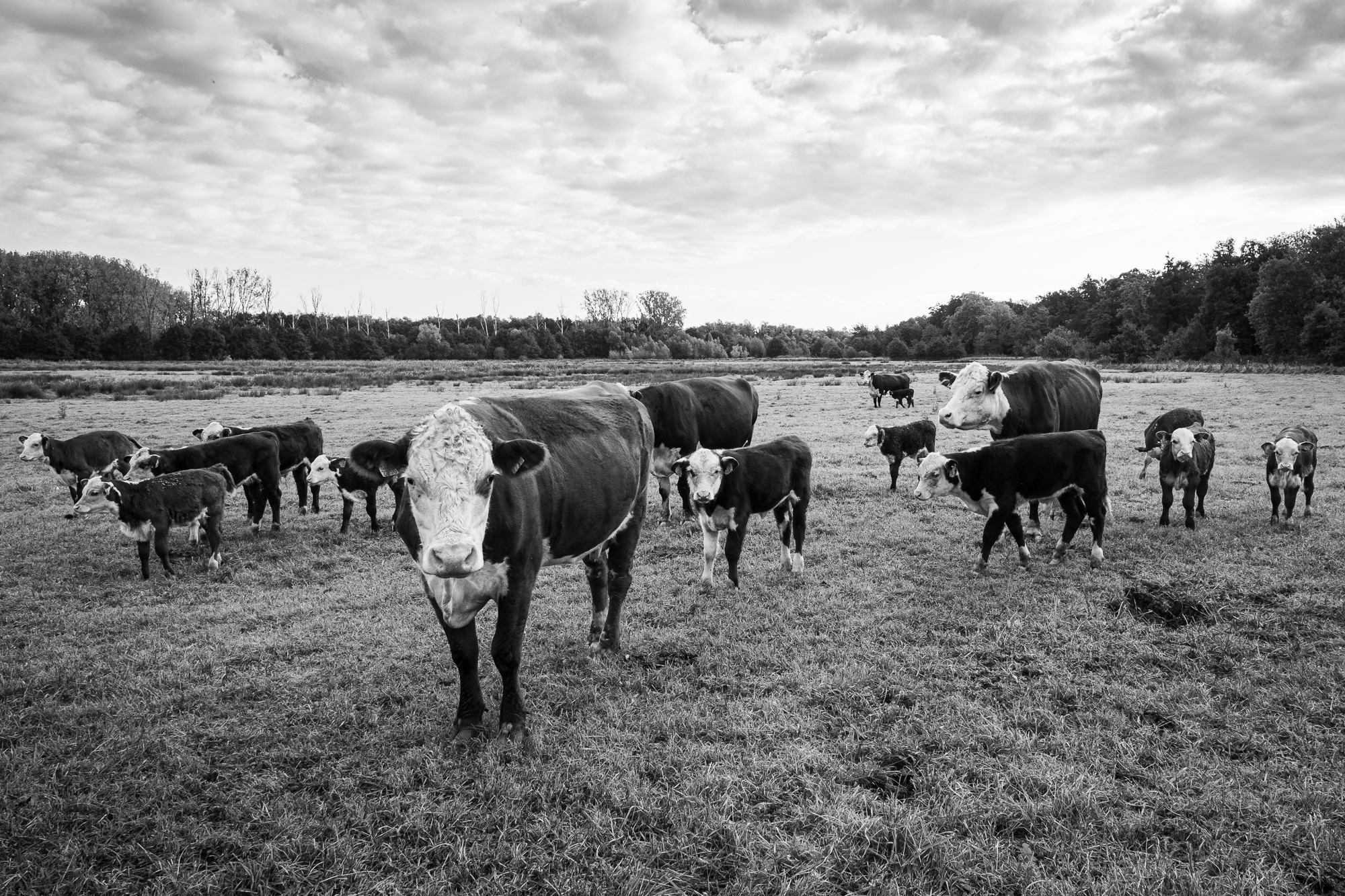 Pieter Coopmans landschapsbeheer Herkenrode-8011 Hereford runderen in de Demervallei