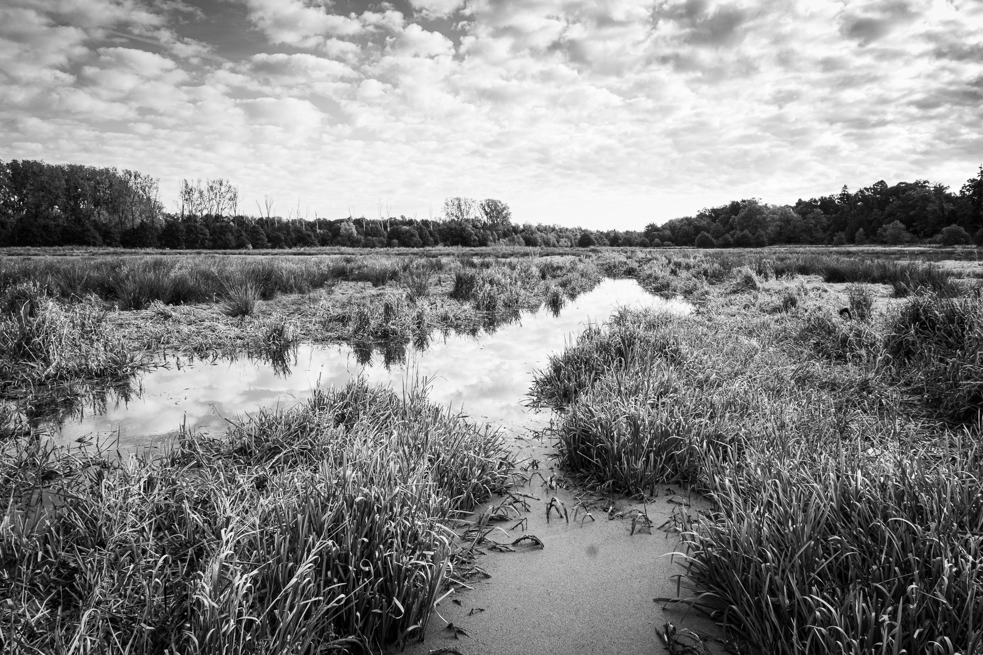 Pieter Coopmans landschapsbeheer Herkenrode-8013 Poel in de Demerbroeken