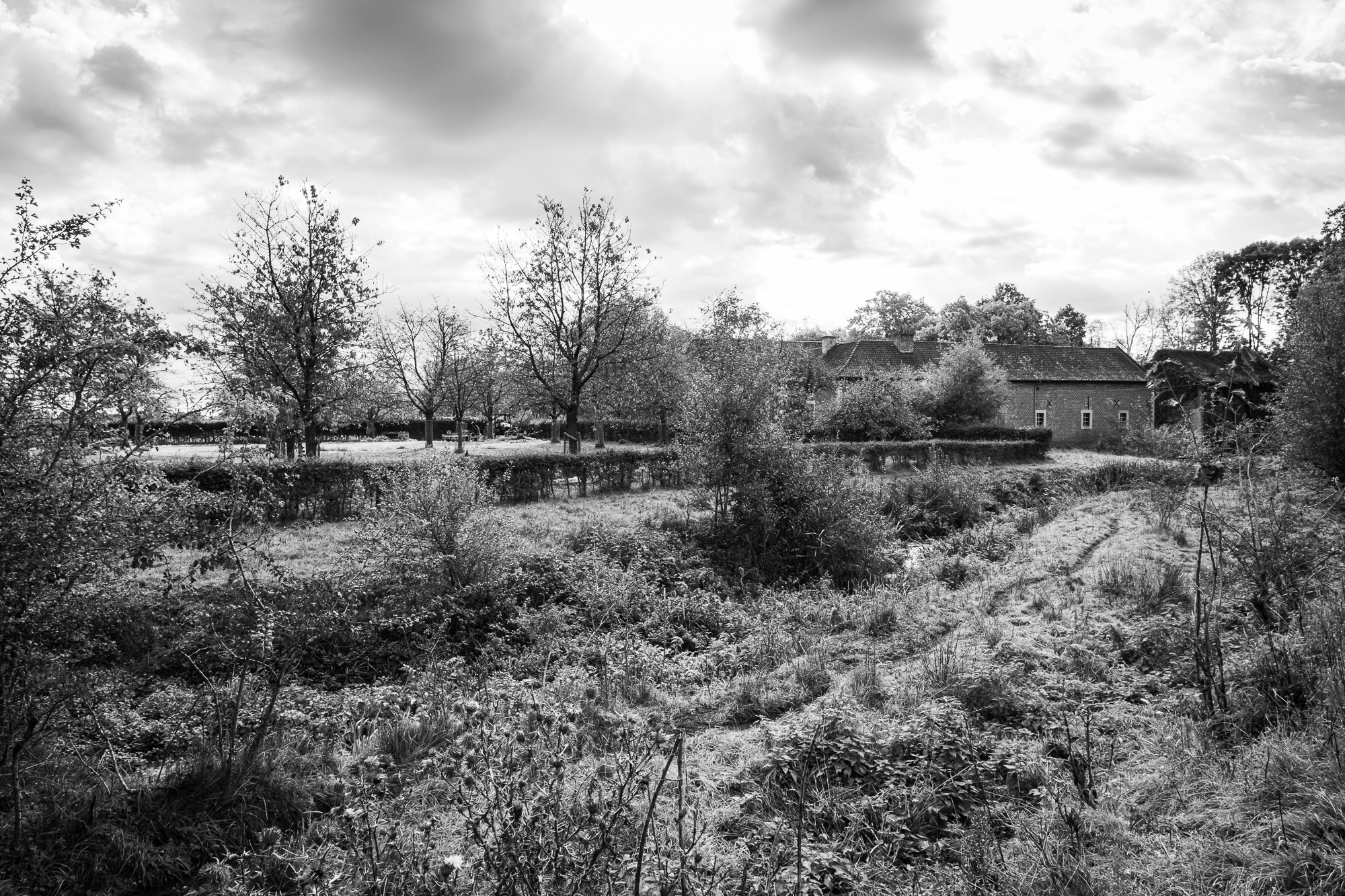 Pieter Coopmans landschapsbeheer Herkenrode-8040 struweellandschap achter de Tuitermolen